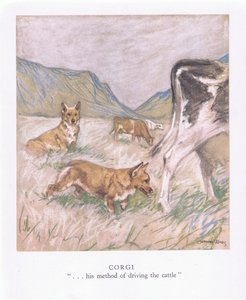 Corgi (kolorowa litografia)