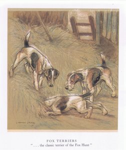 Fox Terriery (kolorowa litografia) autorstwa George Vernon Stokes