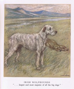 Wilczarze irlandzkie (kolorowa litografia) autorstwa George Vernon Stokes