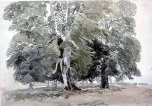 Studium Drzew (wc na papierze) autorstwa George the Younger Barret