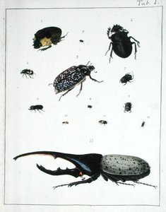Różne chrząszcze, tablica I z "Diarium Zoologicum". autorstwa Georges Cuvier