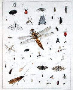 Różne owady, płyta III z 