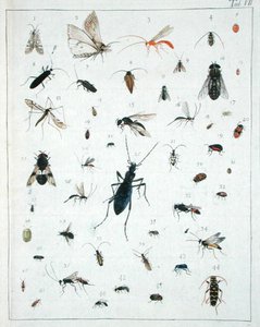 Różne owady, płyta VII z 