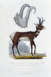 Tablica Historii Naturalnej: Tablica zoologiczna przedstawiająca Antylopę Spanked; Antylopa Furcifer, Smith. a. Rogi w całym ich rozwoju - w „Dziełach kompletnych Buffona”” autorstwa przyrodnika Georgesa Louisa Leclerca, hrabiego Buffon (1707 - 1788). Graw autorstwa Georges Louis Leclerc