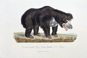 Talerz historii naturalnej: Talerz zoologiczny przedstawiający Niedźwiedzia z Wielkimi Wargami, Ursus labiatus, De Blaini - w „Dokończeniach Buffona”” autorstwa przyrodnika Georgesa Louisa Leclerca, hrabiego Buffon (1707 - 1788). Rycina z 1837 roku.