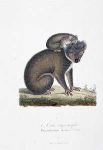 Tablica historii naturalnej: Tablica zoologiczna przedstawiająca Koalę (po Griffith), Phascolarctos Fuscus - w „Complets of Buffon”” autorstwa przyrodnika Georgesa Louisa Leclerca, hrabiego Buffon (1707 - 1788). Rycina z 1837 roku. autorstwa Georges Louis Leclerc
