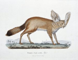 Tablica historii naturalnej: Tablica zoologiczna przedstawiająca Le Fennec, Canis zerda - w „Complets of Buffon”” autorstwa przyrodnika Georgesa Louisa Leclerca, hrabiego Buffon (1707 - 1788). Rycina z 1837 roku.
