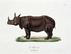 Tablica historii naturalnej: Tablica zoologiczna przedstawiająca Le Rhinoceros - w „Complets of Buffon”” autorstwa przyrodnika Georgesa Louisa Leclerca, hrabiego Buffon (1707 - 1788). Rycina z 1837 roku.