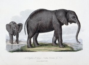 Tablica historii naturalnej: tablica zoologiczna przedstawiająca słonia afrykańskiego; Elephas Africanus - w „Complets of Buffon”” autorstwa przyrodnika Georgesa Louisa Leclerca, hrabiego Buffon (1707 - 1788). Rycina z 1837 roku. autorstwa Georges Louis Leclerc