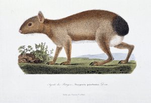 Tablica historii naturalnej: Tablica zoologiczna przedstawiająca Agouti des Patagons, Dasyprocta patachonica - w „Całkowicie dzieła Buffona” autorstwa przyrodnika Georgesa Louisa Leclerca, hrabiego Buffon (1707 - 1788). Grawerunek z 1837 roku. autorstwa Georges Louis Leclerc