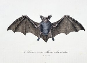 Tablica historii naturalnej: Tablica zoologiczna przedstawiająca rozwinięte skrzydła nietoperza Murina – w „Dziełach kompletnych Buffona”” autorstwa przyrodnika Georgesa Louisa Leclerca, hrabiego Buffon (1707 - 1788). Rycina z 1837 roku.