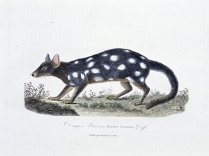 Tablica historii naturalnej: Tablica zoologiczna przedstawiająca Dasyure Viverrin, Dasyurus Viverrinus - w „” Completely Works of Buffon”” autorstwa przyrodnika Georgesa Louisa Leclerca, hrabiego Buffon (1707 - 1788). Rycina z 1837 roku. autorstwa Georges Louis Leclerc