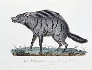Tablica historii naturalnej: Tablica zoologiczna przedstawiająca Protele de Lalande, Proteles Lalandii - w „Całkowicie dzieła Buffona” autorstwa przyrodnika Georgesa Louisa Leclerca, hrabiego Buffon (1707 - 1788). Rycina z 1837 roku. autorstwa Georges Louis Leclerc