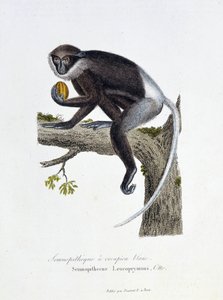 Tablica historii naturalnej: Tablica zoologiczna przedstawiająca Semnopitheque White Rump, Semnopithecus Leucoprymnus, Otto - in „Complets of Buffon”” autorstwa przyrodnika Georgesa Louisa Leclerca, hrabiego Buffon (1707 - 1788). Rycina z 1837 roku. autorstwa Georges Louis Leclerc