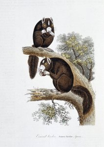 Tablica historii naturalnej: Tablica zoologiczna przedstawiająca dwukolorową wiewiórkę (Sciurus bicolor) – w „Dziełach Buffona” autorstwa przyrodnika Georgesa Louisa Leclerca, hrabiego Buffon (1707 - 1788). Grawerunek z 1837 roku.