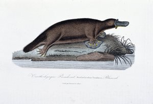Tablica historii naturalnej: Tablica zoologiczna przedstawiająca paradoksal ornithorync (Ornithorhynchus Paradoxux), Blumenb - w „Dziełach Buffona” autorstwa przyrodnika Georgesa Louisa Leclerca, hrabiego Buffon (1707 - 1788). Rycina z 1837 roku. autorstwa Georges Louis Leclerc