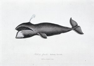 Tablica historii naturalnej: Tablica zoologiczna przedstawiająca prawego wieloryba, Balaena borealis - w „Dziełach Buffona” autorstwa przyrodnika Georgesa Louisa Leclerca, hrabiego Buffon (1707 - 1788). Grawerunek z 1837 roku. autorstwa Georges Louis Leclerc