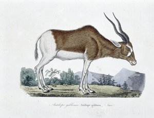 Tablica historii naturalnej: wykres zoologiczny przedstawiający antylopę garbatą, antylopę gibbosa, Savi - w „Całkowicie dzieła Buffona”” autorstwa przyrodnika Georgesa Louisa Leclerca, hrabiego Buffona (1707 - 1788). Rycina z 1837 roku. autorstwa Georges Louis Leclerc