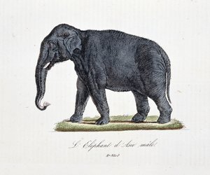 Tablica historii naturalnej: Wykres zoologiczny przedstawiający samca L