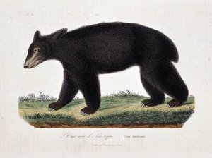 Tablica Historii Naturalnej: Wykres zoologiczny przedstawiający Czarnego Niedźwiedzia Ameryki (Ursus americanus) – w „Dziełach Buffona” autorstwa przyrodnika Georgesa Louisa Leclerca, hrabiego Buffona (1707-1788). Rycina z 1837 roku. autorstwa Georges Louis Leclerc