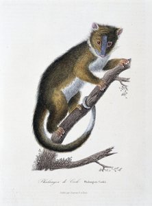 Tablica historii naturalnej: Wykres zoologiczny przedstawiający Phalangera Cooka (Phalangista Cookii) – w „Dziełach Buffona” autorstwa przyrodnika Georgesa Louisa Leclerca, hrabiego Buffon (1707 - 1788). Rycina z 1837 roku. autorstwa Georges Louis Leclerc