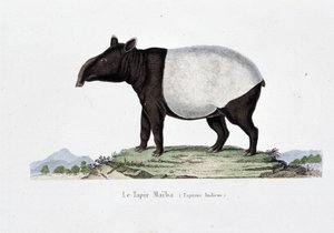Tablica historii naturalnej: Wykres zoologiczny przedstawiający Le Tapir Maiba (Tapirus Indicus) – w „Dziełach Buffona” autorstwa przyrodnika Georgesa Louisa Leclerca, hrabiego Buffon (1707 - 1788). Rycina z 1837 roku. autorstwa Georges Louis Leclerc