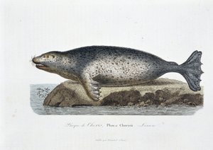 Tablica historii naturalnej: Tablica zoologiczna przedstawiająca pieczęć Choris, Phoca Chorisii, Lekcja - w „Dziełach Buffona” autorstwa przyrodnika Georgesa Louisa Leclerca, hrabiego Buffon (1707 - 1788). Grawerunek z 1837 roku. autorstwa Georges Louis Leclerc