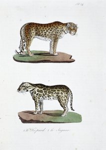 Tablica historii naturalnej: Tablica zoologiczna przedstawiająca 1. Lamparta i 2. Le Jaguara – w „Dziełach wszystkich Buffona” autorstwa przyrodnika Georgesa Louisa Leclerca, hrabiego Buffona (1707 - 1788). Rycina z 1837 roku. autorstwa Georges Louis Leclerc