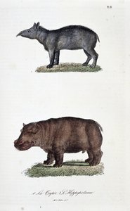 Tablica historii naturalnej: Tablica zoologiczna przedstawiająca 1. Tapir i 2. L