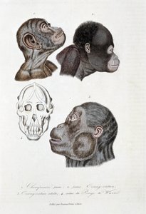 Tablica przyrodnicza: Tablica zoologiczna przedstawiająca 1. Młodego szympansa; 2. młody orang outan (orangutan, orang outang, orangutang); 3. Orang outan dorosły; 4. Crane du Pongo de Wurmb – w „„ Complete Works of Buffon”” autorstwa przyrodnika Georgesa  autorstwa Georges Louis Leclerc