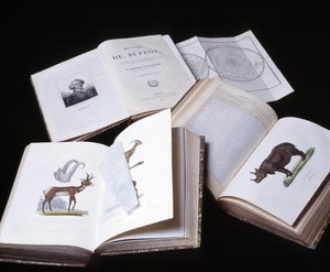 Martwa natura z „Pełnych dzieł Buffona” autorstwa przyrodnika Georgesa Louisa Leclerca, hrabiego Buffon (1707 - 1788). Rycina z 1837 roku.