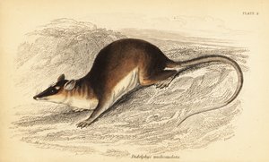 Brązowy czterooki opos , Metachirus nudicaudatus. ,1841 (grawerowanie)
