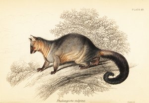 Puszka szczotkowata, Trichosurus vipecula. ,1841 (grawerowanie)