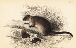 Widzę dzwonek pospolity, Pseudocheirus peregrinus. ,1841 (grawerowanie) autorstwa Georges Robert Waterhouse