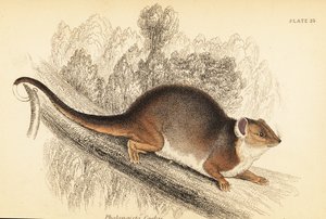 Widzę dzwonek pospolity, Pseudocheirus peregrinus. ,1841 (grawerowanie)