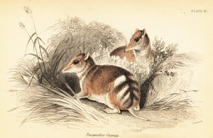 Bandicoot wschodni, Perameles gunnii.,1841 (rycina)