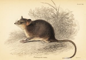 Opos karłowaty, Cercartetus nanus., 1841 (rycina)