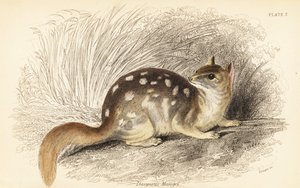 Niełaz wschodni, szop Dasyurus. Zagrożony. , 1841 (grawerowanie)
