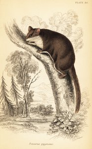 Szybowiec z piórami, Acrobates pygmaeus. ,1841 (grawerowanie) autorstwa Georges Robert Waterhouse