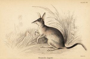 Większy bilby, Macrotis lagotis. Zagrożony. ,1841 (grawerowanie)