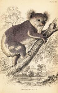 Koala, Phascolarctos cinereus.,1841 (grawerowanie) autorstwa Georges Robert Waterhouse