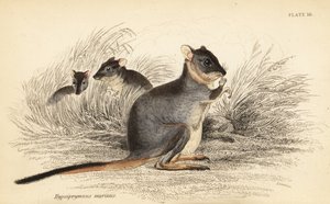 Potoroo długonogie, Potorous longipes. Wrażliwy.,1841 (grawerowanie) autorstwa Georges Robert Waterhouse