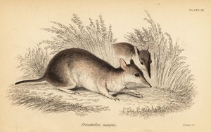Bandicoot długonosy, Perameles nasuta.,1841 (rycina)