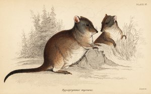 Potoroo z długim nosem, Potorous tridactylus tridactylus., 1841 (grawerowanie)
