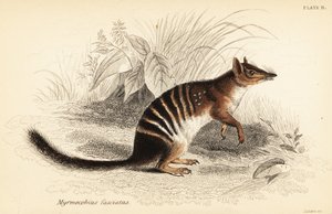 Numbat, Myrmecobius fasciatus. Zagrożony. ,1841 (grawerowanie)