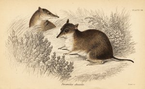 Południowy brązowy bandicoot, Isoodon obesulus. Zagrożony. ,1841 (grawerowanie) autorstwa Georges Robert Waterhouse