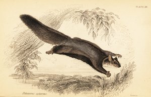 Szybowiec wiewiórki, Petaurus norfolcensis.,1841 (rycina) autorstwa Georges Robert Waterhouse