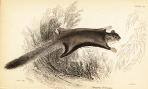 Lotopałanka karłowata, Petaurus breviceps.,1841 (grawerowanie)