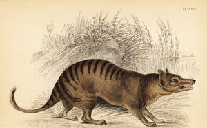 Tygrys tasmański, Thylacinus cynocephalus. Wyginąć. ,1841 (grawerowanie)