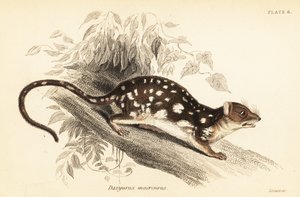 Niełaz tygrysi, Dasyurus maculatus.,1841 (grawerowanie)